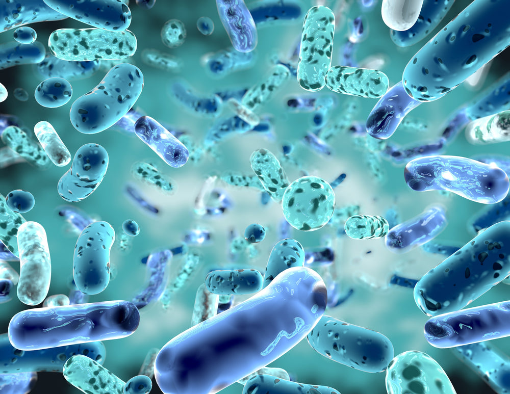BFL Probiotics