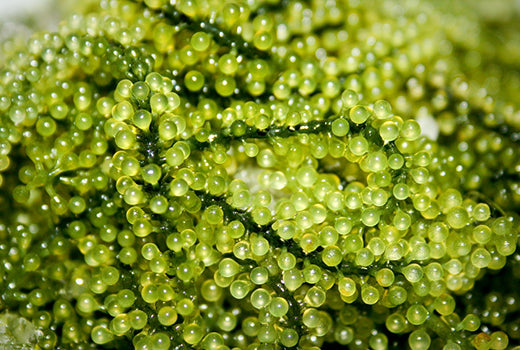 green caviar
