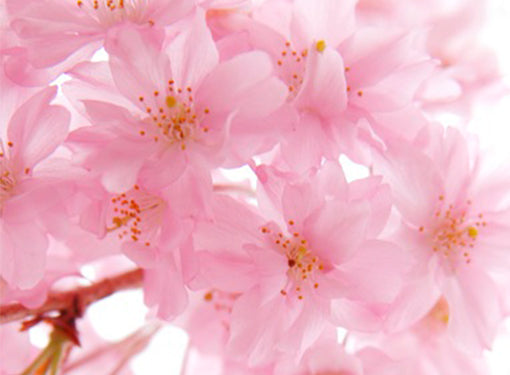 Cherry Blossom Extract