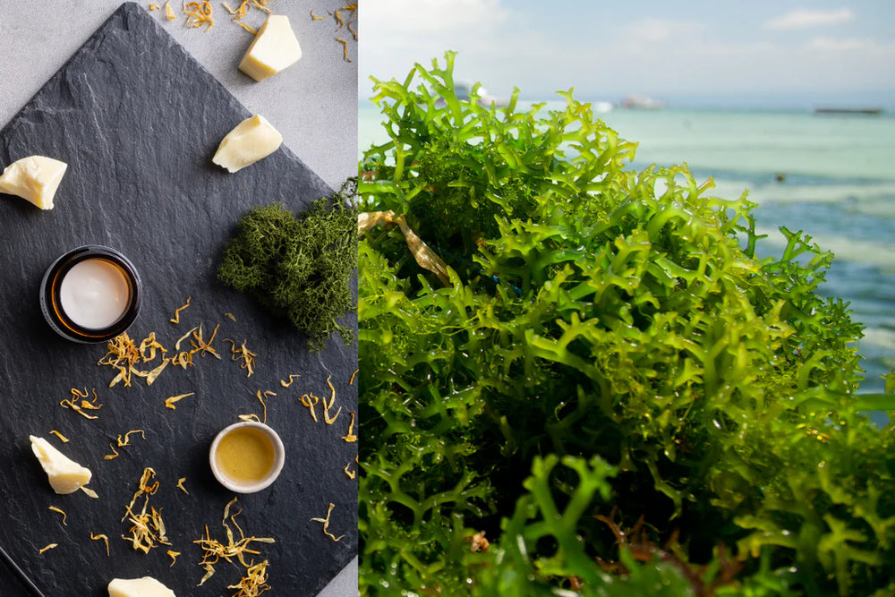 Marine Algae Extract & Collagen